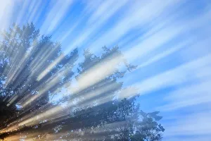 God Ray Prints: USA, Washington State, Seabeck. Morning sun filtering through tree and fog