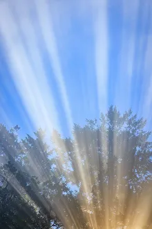 USA, Washington State, Seabeck. Morning sun filtering through fog