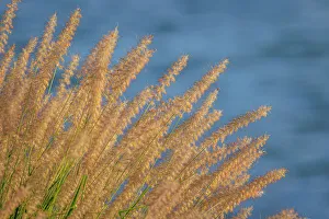 USA, Washington State, Seabeck. Ornamental grasses and background water