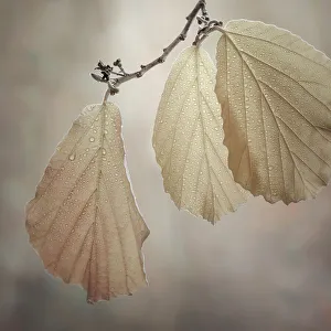 Hazelnut Prints: USA, Washington State, Seabeck. Close-up of hazelnut leaves