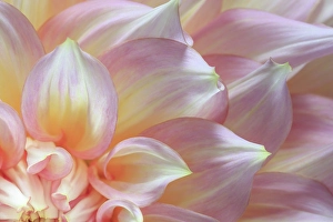 Petal Prints: USA, Washington State, Seabeck