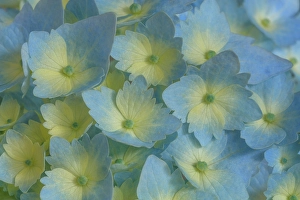 Hydrangea Prints: USA, Washington State, Seabeck