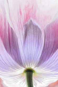 Poppy Prints: USA, Washington State, Seabeck