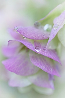 Drop Prints: USA, Washington State, Seabeck