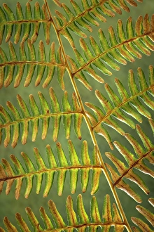 Fern Prints: USA, Washington State, Seabeck