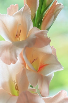 Gladiola Prints: USA, Washington State, Seabeck