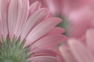 Daisy Prints: USA, Washington State, Seabeck