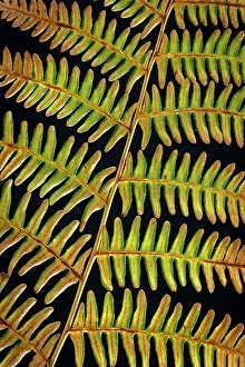Fern Prints: USA, Washington State, Seabeck