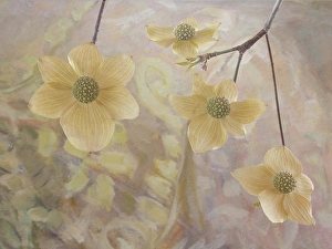 Dogwood Prints: USA, Washington State, Seabeck