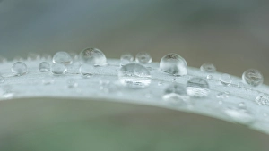 Raindrop Prints: USA, Washington State, Seabeck