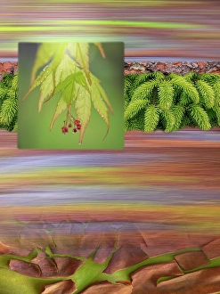 Spruce Prints: USA, Washington State, Seabeck