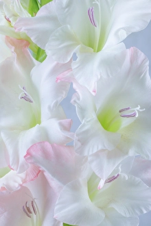 Gladiola Prints: USA, Washington State, Seabeck