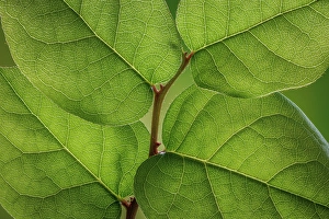 Shrub Prints: USA, Washington State, Seabeck