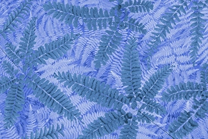 Fern Prints: USA, Washington State, Seabeck