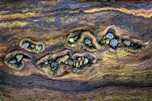 Earth Tone Prints: USA, Washington State, Seabeck