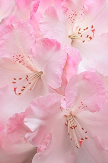Rhododendron Prints: USA, Washington State, Seabeck