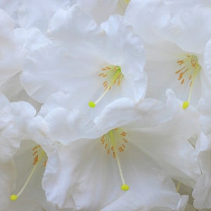 Rhododendron Prints: USA, Washington State, Seabeck