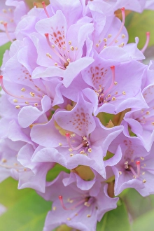 Rhododendron Prints: USA, Washington State, Seabeck