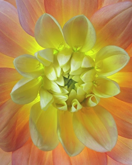 Backlit Prints: USA, Washington State, Seabeck