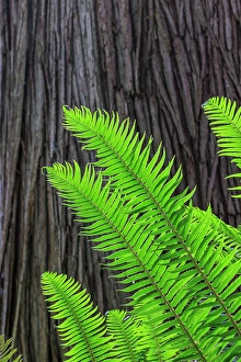 Fern Prints: USA, Washington State, Seabeck