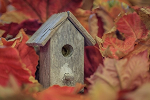 USA, Washington State, Seabeck. Tiny bird house among fall leaves. &copy;Don Paulson / Jaynes Gallery / DanitaDelimont.com