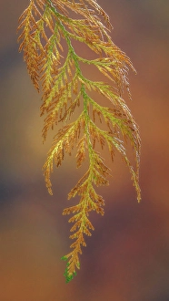 Red Cedar Prints: USA, Washington State, Seabeck