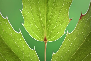 Shrub Prints: USA, Washington State, Seabeck