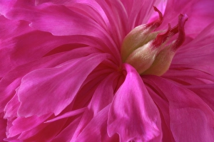 Peony Prints: USA, Washington State, Seabeck