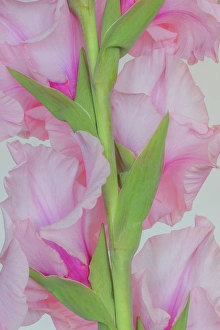 Stem Prints: USA, Washington State, Seabeck