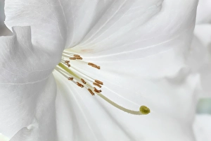 Rhododendron Prints: USA, Washington State, Seabeck