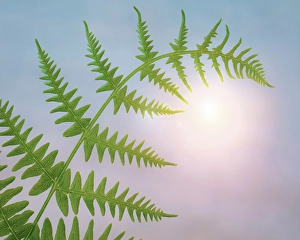 Fern Prints: USA, Washington State, Seabeck