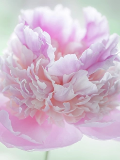 Peony Prints: USA, Washington State, Seabeck