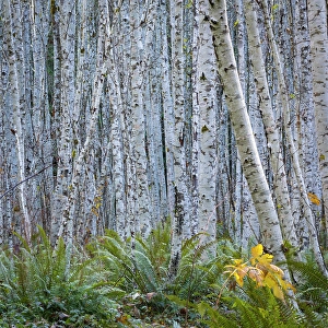 Alder Prints: USA, Washington State, Seabeck