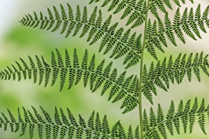 Fern Prints: USA, Washington State, Seabeck