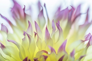 Petal Prints: USA, Washington State, Seabeck
