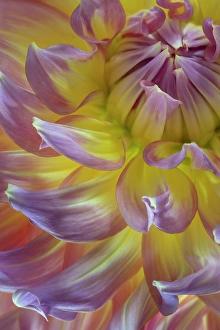 Petal Prints: USA, Washington State, Seabeck