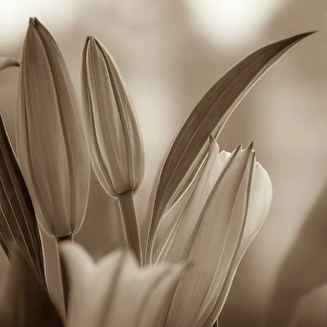 Lily Prints: USA, Washington State, Seabeck