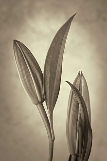Lily Prints: USA, Washington State, Seabeck