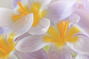 Crocus Prints: USA, Washington State, Seabeck