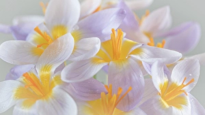 Crocus Prints: USA, Washington State, Seabeck