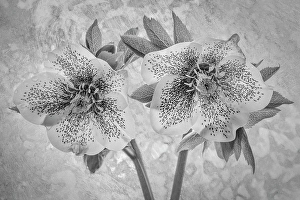 Hellebore Prints: USA, Washington State, Seabeck