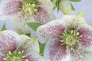 Hellebore Prints: USA, Washington State, Seabeck