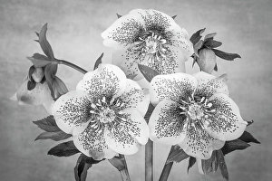 Hellebore Prints: USA, Washington State, Seabeck