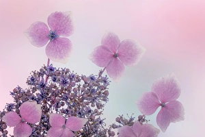 USA, Washington State, Seabeck. Close-up of hydrangea blossoms. ©Don Paulson / Jaynes Gallery / DanitaDelimont.com