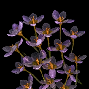 Crocus Prints: USA, Washington State, Seabeck