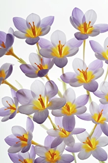 Crocus Prints: USA, Washington State, Seabeck