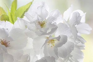 Petal Prints: USA, Washington State, Seabeck