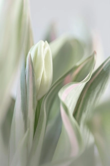 Pastel Prints: USA, Washington State, Seabeck