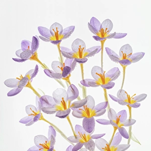 Crocus Prints: USA, Washington State, Seabeck