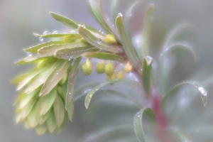 Drop Prints: USA, Washington State, Seabeck